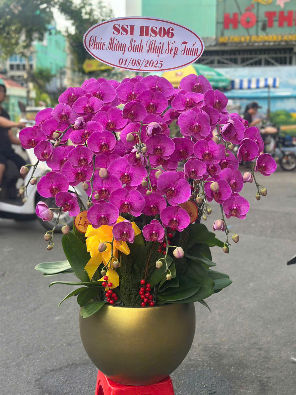 Lan Hồ Điệp 003