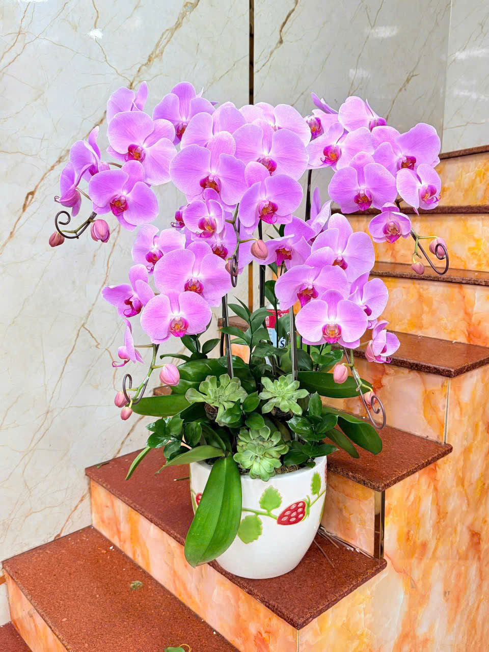 Lan Hồ Điệp 006