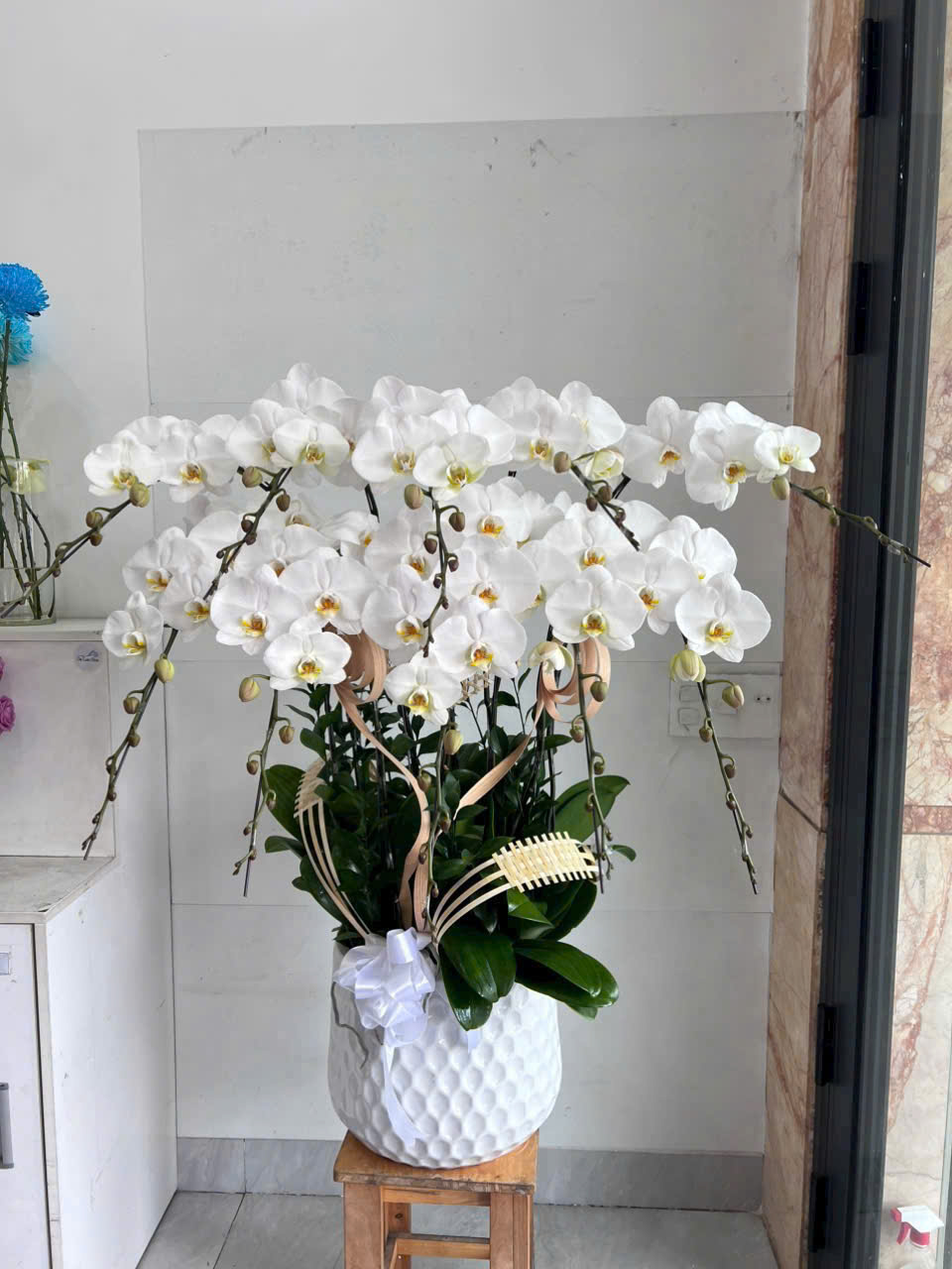 Lan Hồ Điệp 007