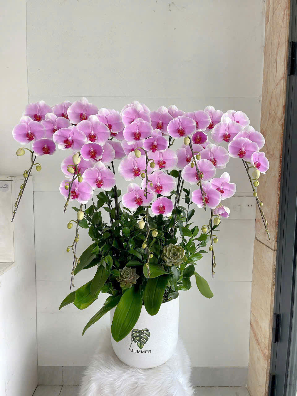 Lan Hồ Điệp 009