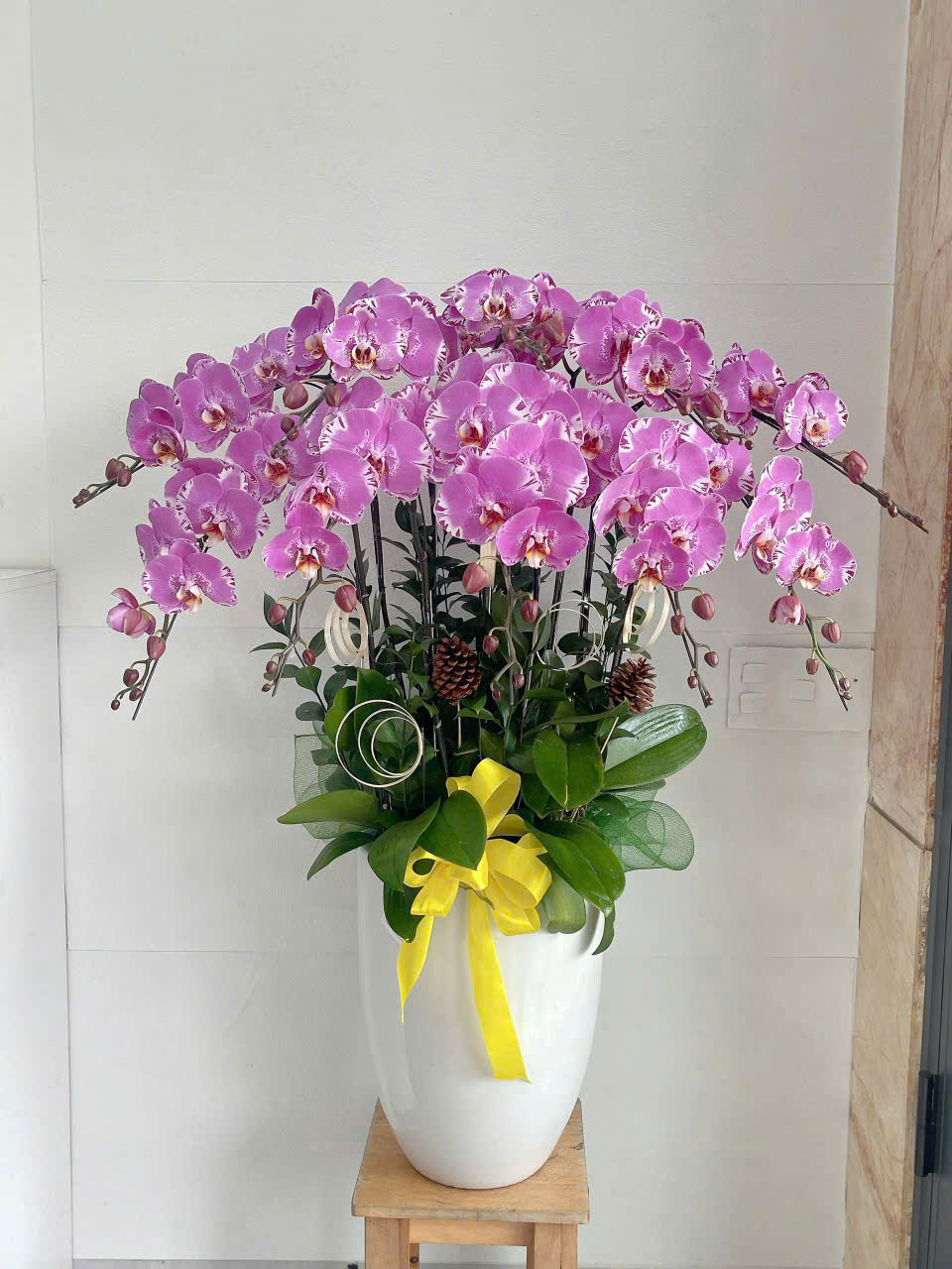 Lan Hồ Điệp 012